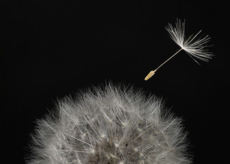 Macro dandelion head and flying seeds on black background.