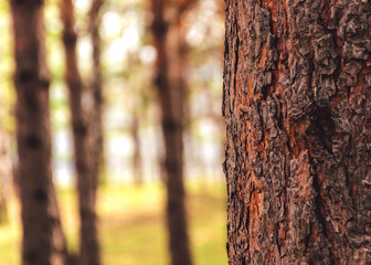 Obraz premium Blurred background of tree trunk, copy space, lens blur.