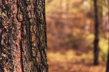 Blurred  background of tree  trunk, copy space, lens blur.