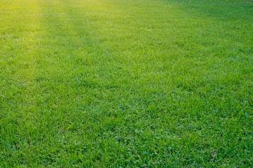 Green grass meadow nature background