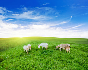 Goats pasture green grass meadow