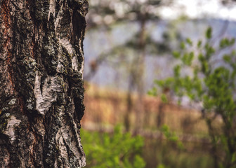 Blurred  background of tree  trunk, copy space, lens blur.