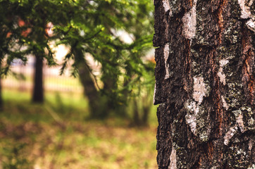 Blurred  background of tree  trunk, copy space, lens blur.