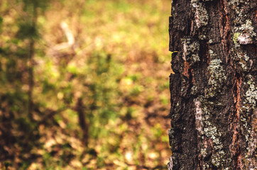 Blurred  background of tree  trunk, copy space, lens blur.