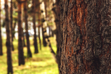 Fototapeta premium Blurred background of tree trunk, copy space, lens blur.