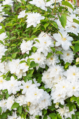 bush white flowers background