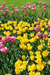 Obraz premium Beautiful bright colorful tulips