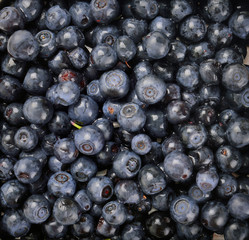 ripe juice blueberries as background