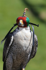 Close up of a falconer's Peregrine Falcon