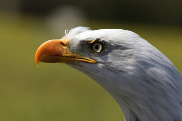 Close up of a Bald Eagle's head