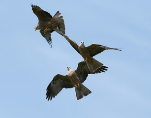 Close up of three black kites catching food in flight