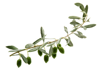 Green olives with leaves