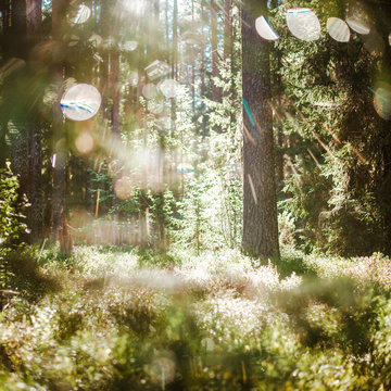 Forest Bokeh Blur Sun Light