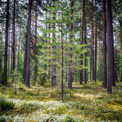 Ecology summer beautiful background