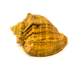 Sea shell isolated on a white background