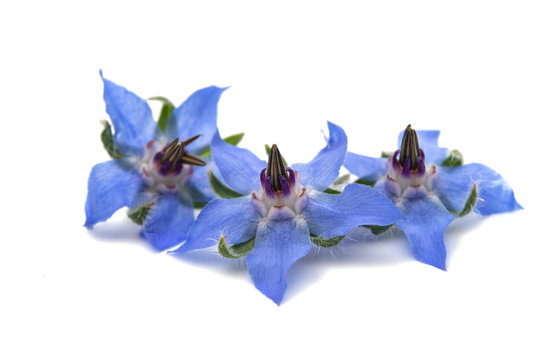 borage isolated