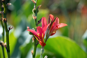 Flower red canna