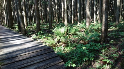 森の散歩道