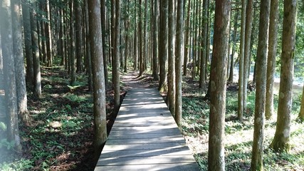 森の散歩
