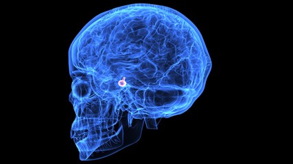 3d illustration of human body brain anatomy parts