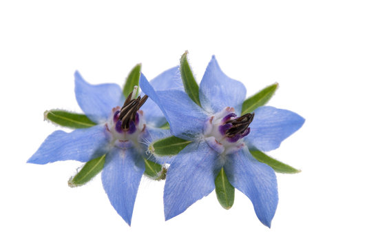 borage isolated