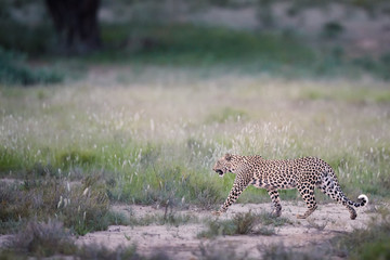 Beautiful African Leopard, Panthera pardus walking in early morning Kalahari. Leopardess in typical Kgalagadi green season environment against blurred grass on the dune. Kgalagadi, South Africa.