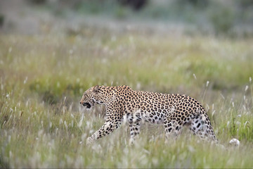  African Leopard, Panthera pardus, side view of female walking in early morning savanna.  Kgalagadi transfrontier park,  South Africa.