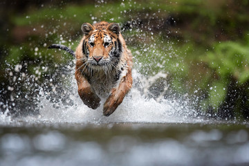 Siberian tiger, Panthera tigris altaica, running in the water directly at camera with water...