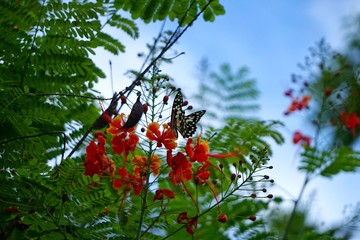 Caesalpinia pulcherrima and The Lime Butterfly Papilio demoleus malayanus