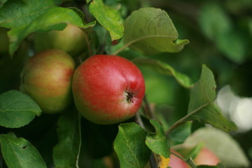 Äpfel mit Blättern 3