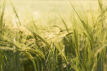 Getreide - Gerste in der Abendsonne