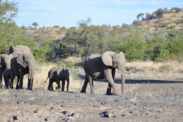 Obraz premium Elefant
