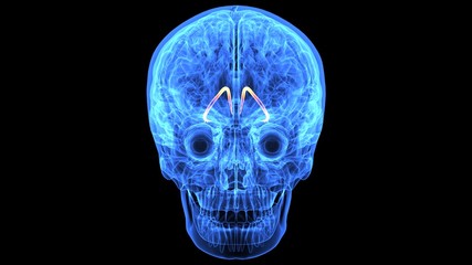 3d illustration of human body brain anatomy parts