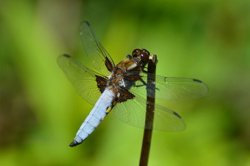 Libellule déprimée (Libellula depressa)