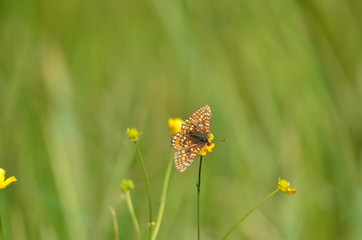 Damier de la succise (Euphydryas aurinia) 