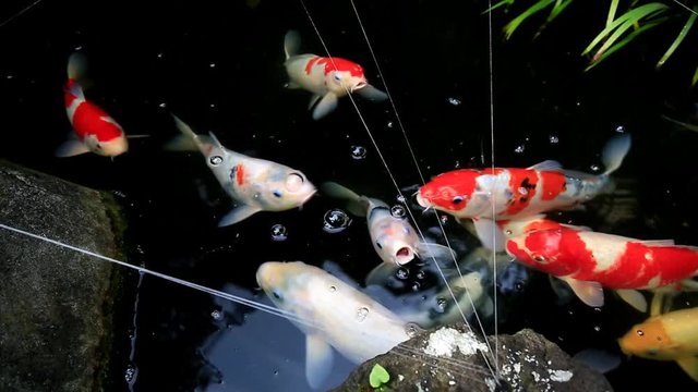 Japanese gold fishes in the pond