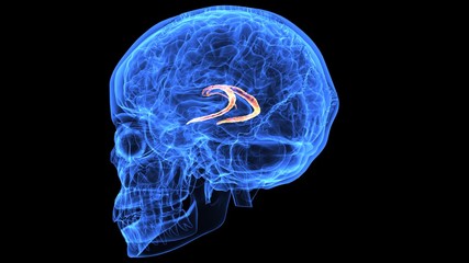 3d illustration of human body brain anatomy parts