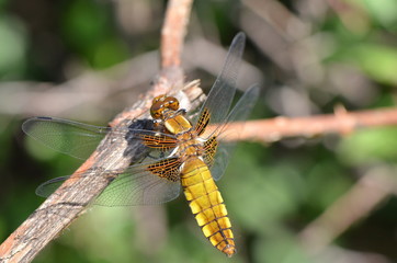 Libellule déprimée (Libellula Depressa)