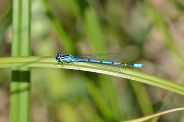 Agrion jouvencelle (Coenagrion puella)