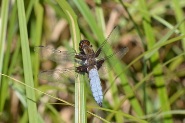 Libellule déprimée (Libellula Depressa)