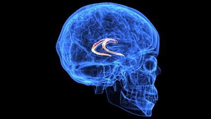3d illustration of human body brain anatomy parts
