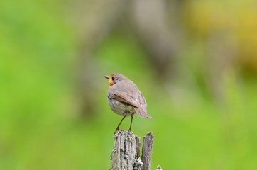 Rougegorge familier (Erithacus rubecula)