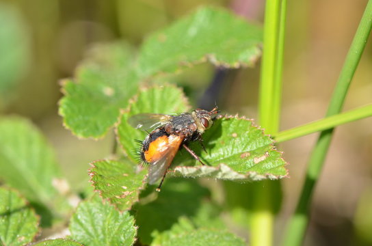 Phaonia subventa 