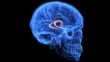 3d illustration of human body brain anatomy parts