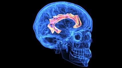 3d illustration of human body brain anatomy parts