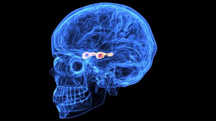 3d illustration of human body brain anatomy parts