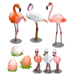 Group of large and small flamingos with eggs