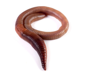 one earthworms isolated on white background