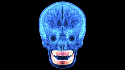 3d illustration human body brain 