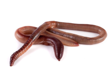 Two earthworms isolated on white background